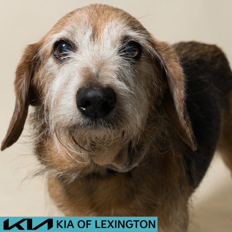 Website Pet Pictures - 2026-08-31T085936.918