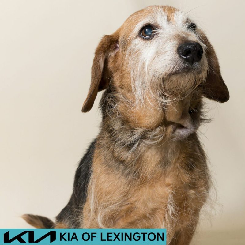 Website Pet Pictures - 2026-08-31T090016.281