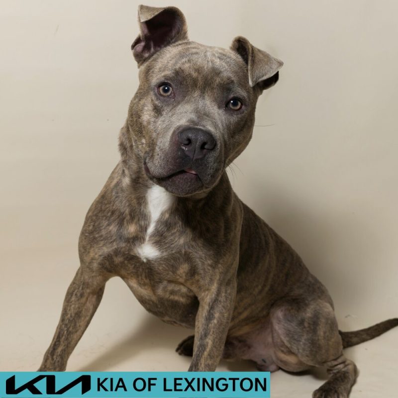 Website Pet Pictures - 2026-08-31T090556.158