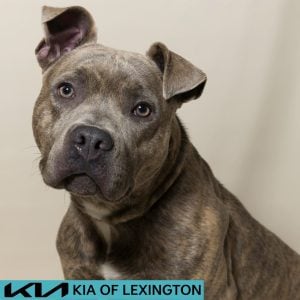 Website Pet Pictures - 2026-08-31T090621.640