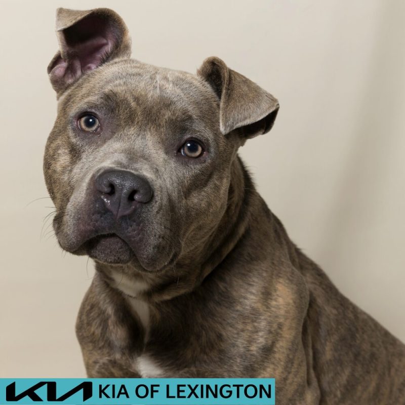 Website Pet Pictures - 2026-08-31T090621.640