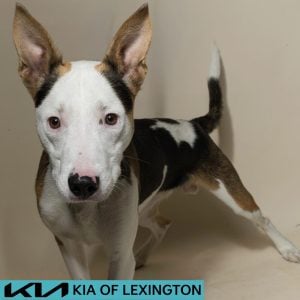 Website Pet Pictures - 2026-08-31T091703.744