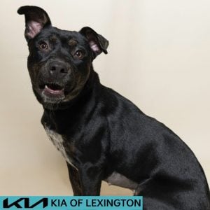 Website Pet Pictures - 2026-08-31T091952.874