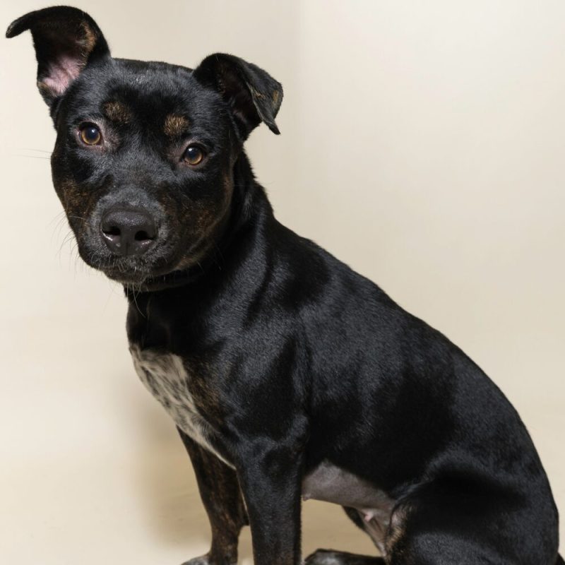 Website Pet Pictures - 2026-08-31T092013.175