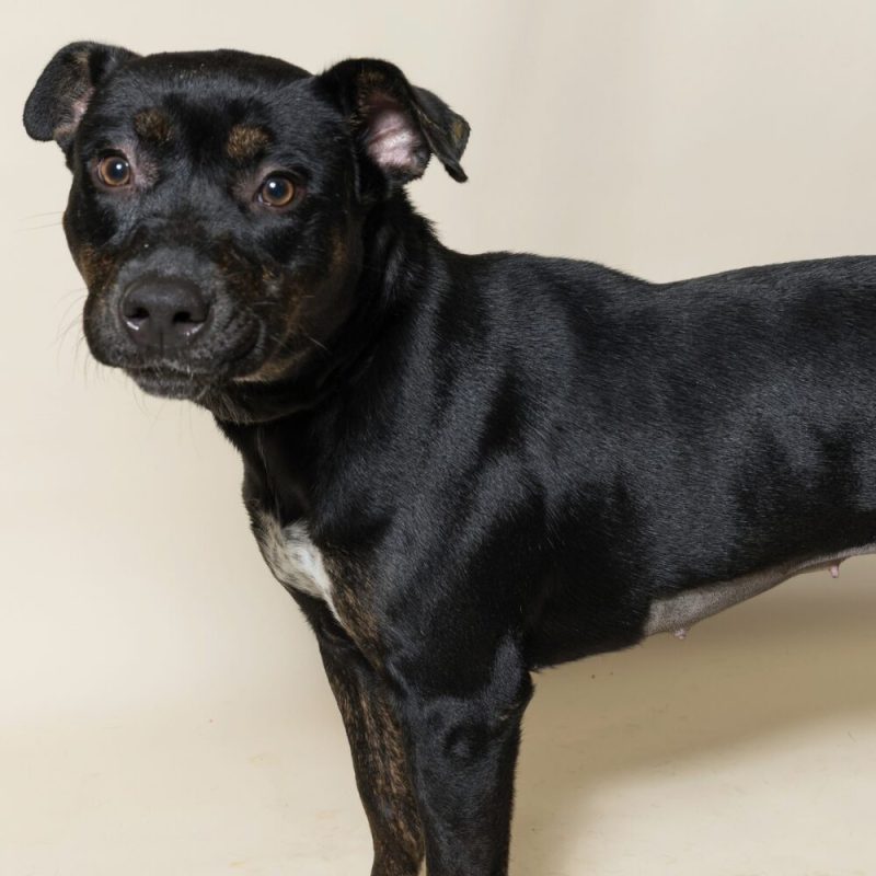 Website Pet Pictures - 2026-08-31T092040.647