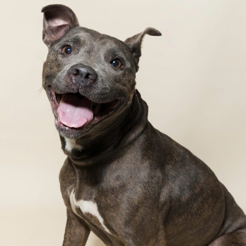 Website Pet Pictures - 2026-08-31T092542.714