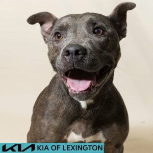 Website Pet Pictures - 2026-08-31T092614.086