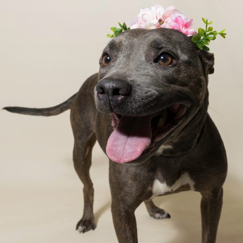 Website Pet Pictures - 2026-08-31T092632.609