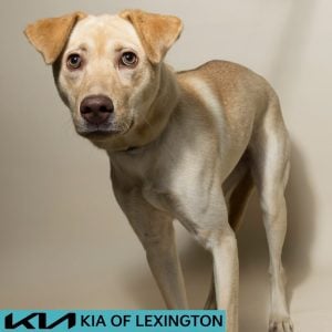 Website Pet Pictures - 2026-08-31T092931.326
