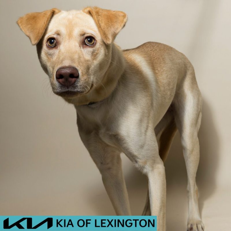 Website Pet Pictures - 2026-08-31T092931.326