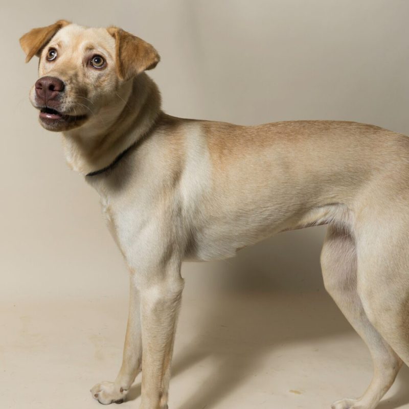 Website Pet Pictures - 2026-08-31T092950.693