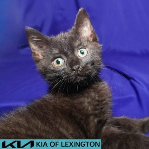 Website Pet Pictures - 2026-09-01T100955.240