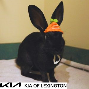 Website Pet Pictures - 2026-09-06T134851.895