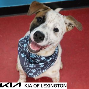 Website Pet Pictures - 2026-09-06T135209.675