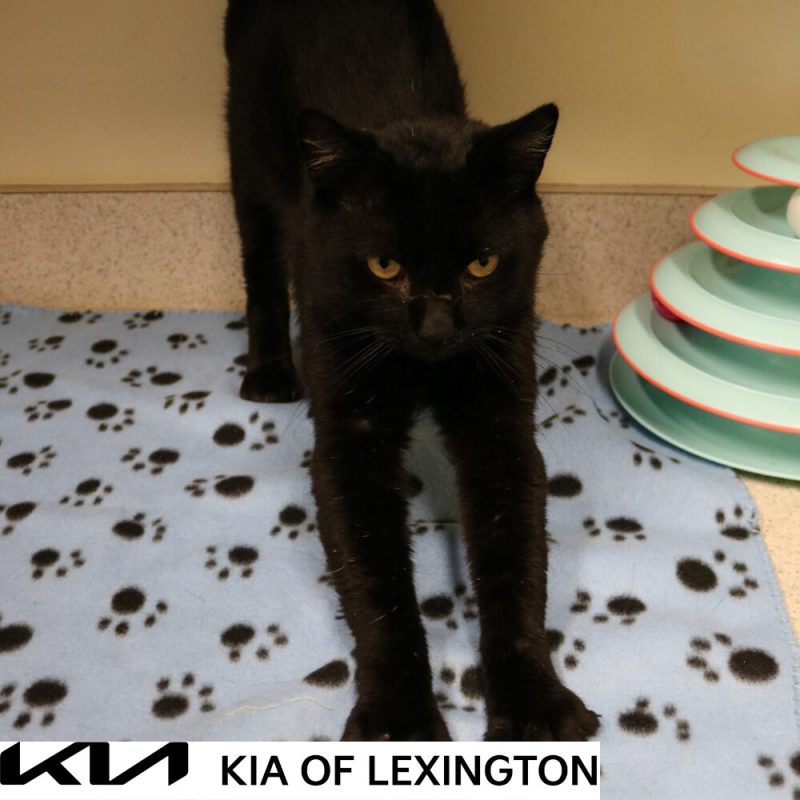 Website Pet Pictures - 2026-09-06T144442.645