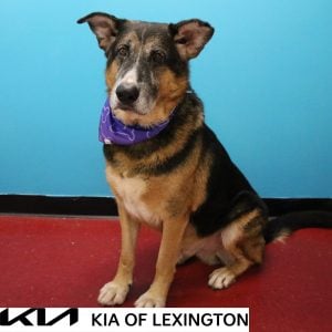 Website Pet Pictures - 2026-09-06T145826.624