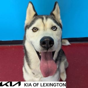 Website Pet Pictures - 2026-09-06T152207.783
