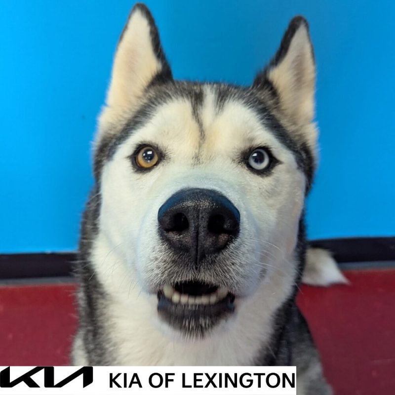 Website Pet Pictures - 2026-09-06T152427.685