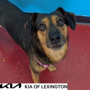 Website Pet Pictures - 2026-09-06T152817.672