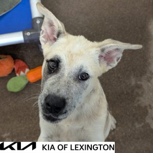 Website Pet Pictures - 2026-09-08T104135.100