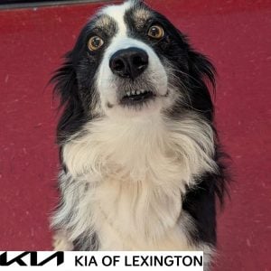 Website Pet Pictures - 2026-09-09T135640.097