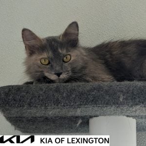 Website Pet Pictures - 2026-09-09T141439.354