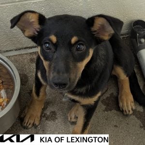 Website Pet Pictures - 2026-09-12T103521.339