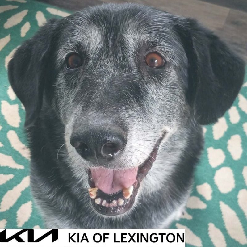 Website Pet Pictures - 2026-09-12T112650.282