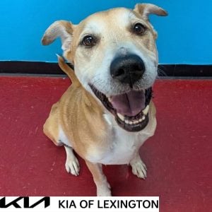Website Pet Pictures - 2026-09-12T131601.404