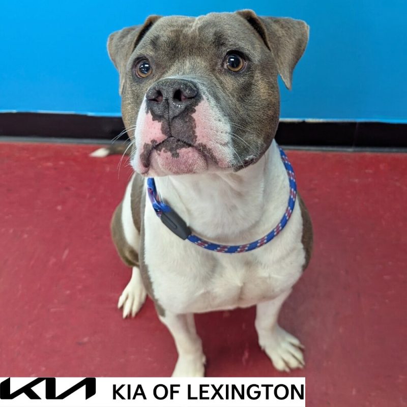 Website Pet Pictures - 2026-09-12T142945.494