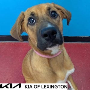 Website Pet Pictures - 2026-09-13T112728.608