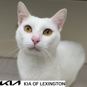 Website Pet Pictures - 2026-09-13T154426.089