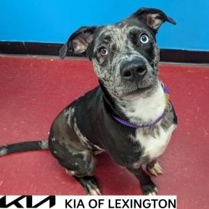 Website Pet Pictures - 2026-09-20T101151.966