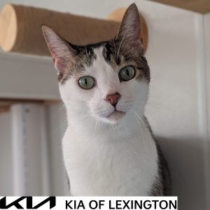 Website Pet Pictures - 2026-09-20T150616.223