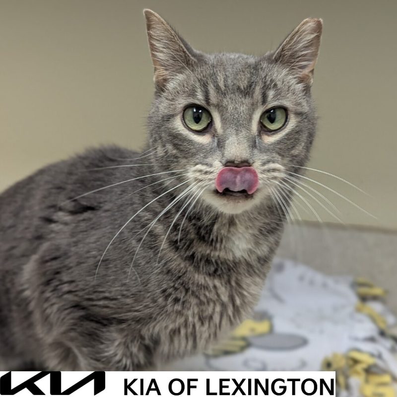 Website Pet Pictures - 2026-09-20T151658.836