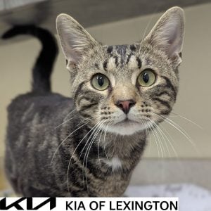 Website Pet Pictures - 2026-09-20T153419.862