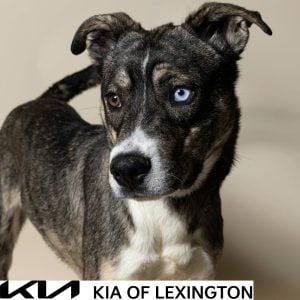 Website Pet Pictures - 2026-09-21T084452.730