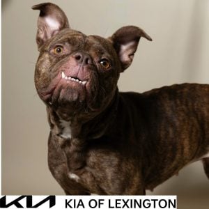 Website Pet Pictures - 2026-09-21T093529.781