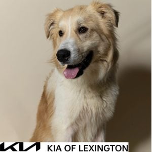 Website Pet Pictures - 2026-09-21T095325.562