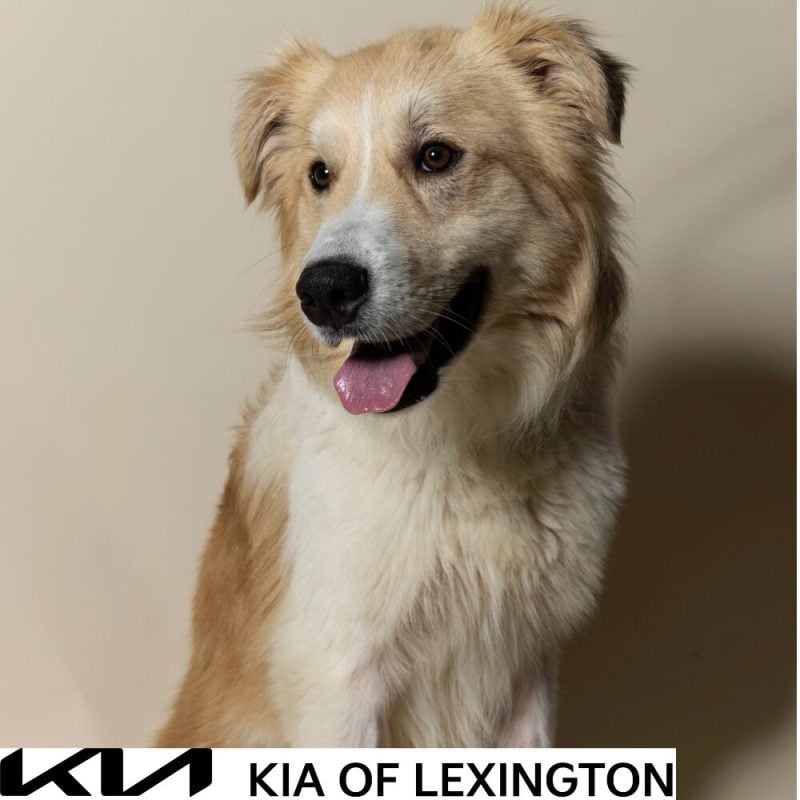 Website Pet Pictures - 2026-09-21T095325.562