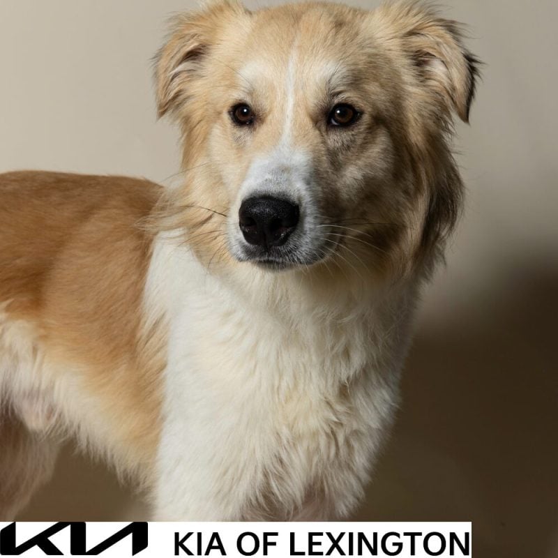 Website Pet Pictures - 2026-09-21T095347.289
