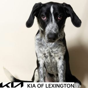 Website Pet Pictures - 2026-09-21T095949.796