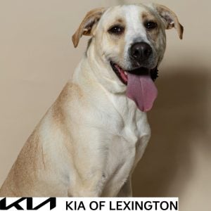 Website Pet Pictures - 2026-09-21T100738.712