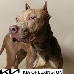 Website Pet Pictures - 2026-09-21T101946.457
