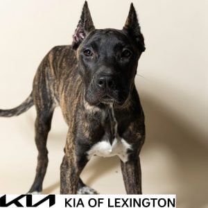 Website Pet Pictures - 2026-09-21T102602.818