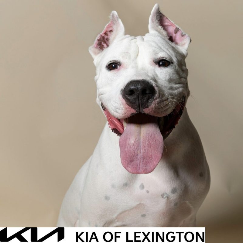 Website Pet Pictures - 2026-09-21T102843.094