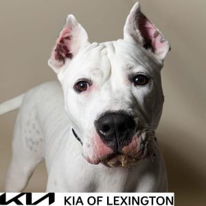 Website Pet Pictures - 2026-09-21T102858.726