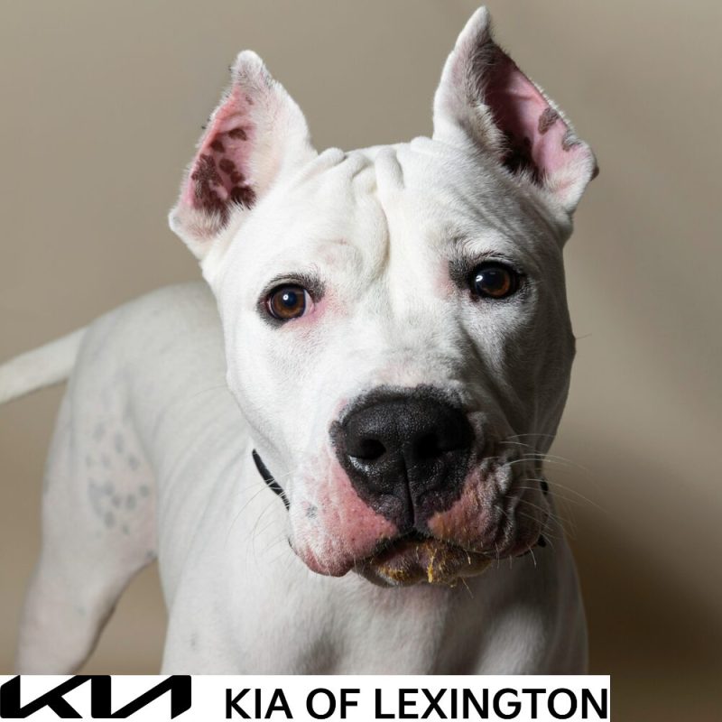 Website Pet Pictures - 2026-09-21T102858.726