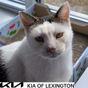 Website Pet Pictures - 2026-09-21T153940.779