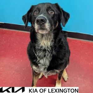 Website Pet Pictures - 2026-09-23T163800.272